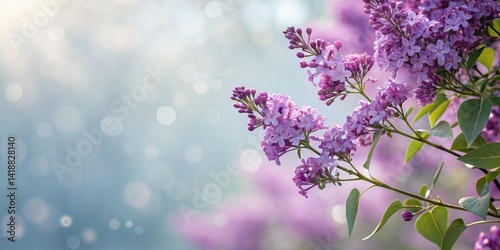 Soft-focus spring floral photography; panoramic purple border, pastel bokeh background.