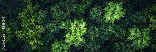 Lush Forest Canopy View