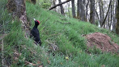 Schwarzspecht (Dryocopus martius) bei der 
Nahrungssuche photo