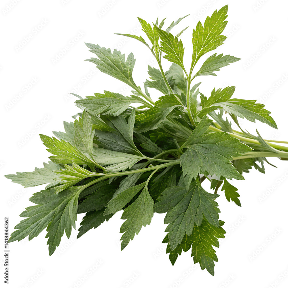 Fototapeta premium Yomogi (Japanese mugwort). isolated on transparent background