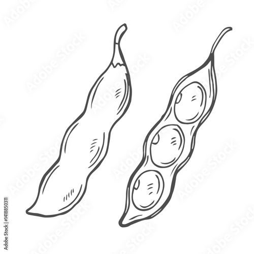 Soy bean, Soybean vector illustration. Soybean engraving isolated on white background.