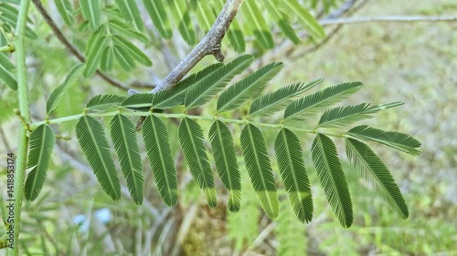 Greenery background, green color of nature plant and leaf environment greenery concept (Mimosa pudica)