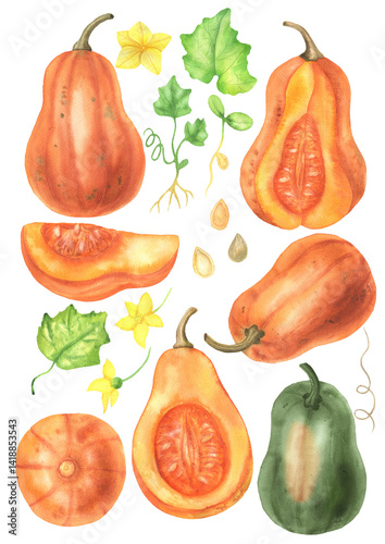 Watercolor set of pumpkins