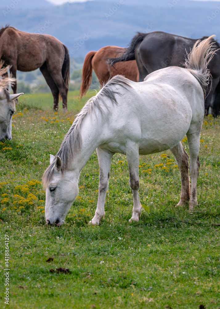 Fototapeta premium horse and foal