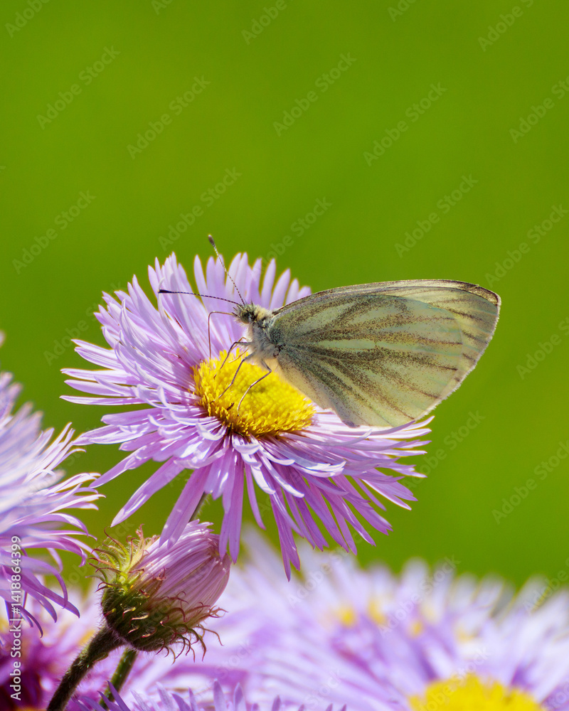butterfly on pink flower butterfly on pink flower