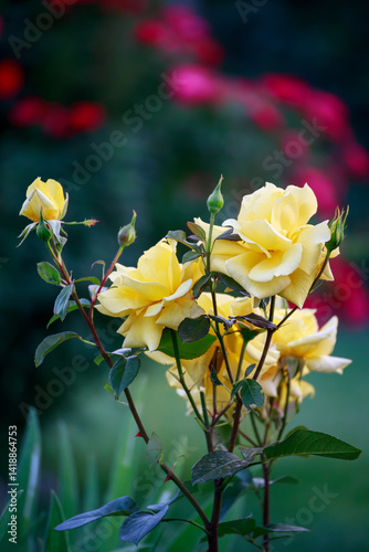 yellow rose bush