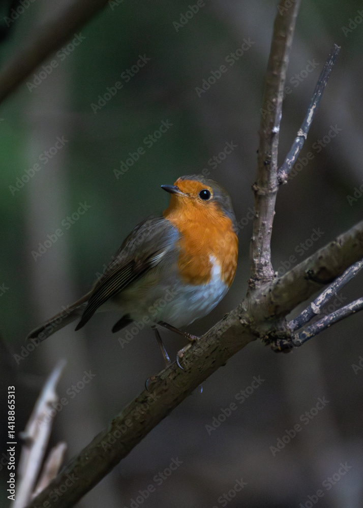 robin red breast robin red breast