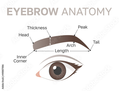 Eyebrow anatomy diagram for permanent make up artists.
