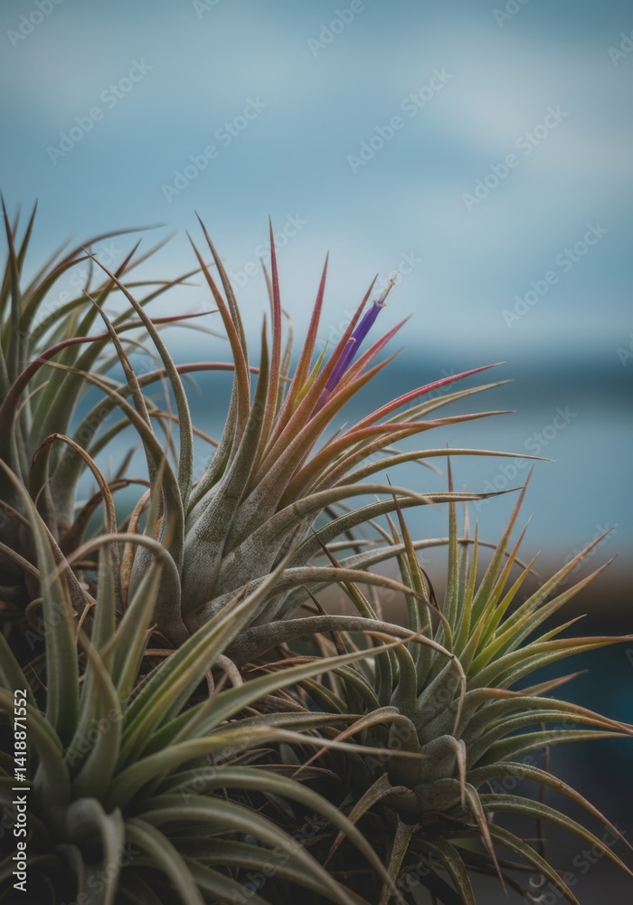 Close Up of Air Plants with Dew Drops