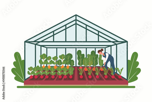 Woman Gardening Vegetables in Greenhouse, Carrot and Radish Cultivation