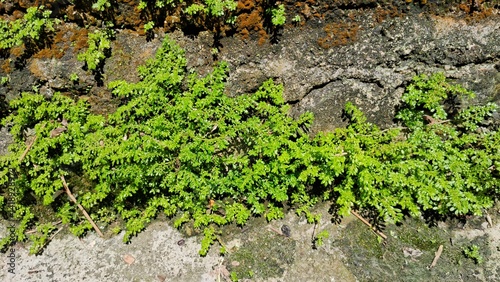 A climbing plant that grows up walls and rocks photo