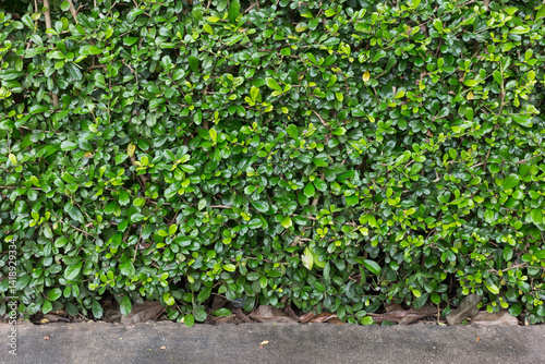 Wallpaper Mural Lush green foliage urban garden nature photography outdoor space eye-level view freshness and serenity Torontodigital.ca