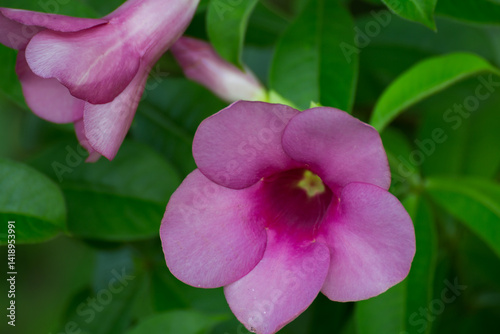 Vibrant pink flower blooms in lush green garden nature photography close-up view botanical beauty