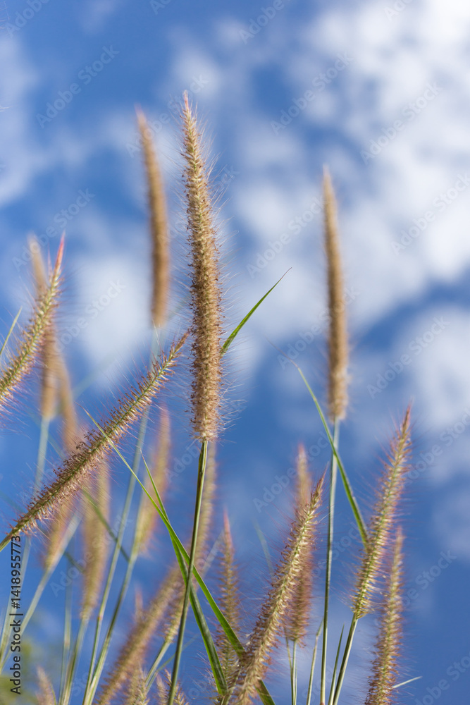 Nature scenery lush grasslands photography outdoor close-up serenity of tall grasses against a blue sky Nature scenery lush grasslands photography outdoor close-up serenity of tall grasses against a blue sky
