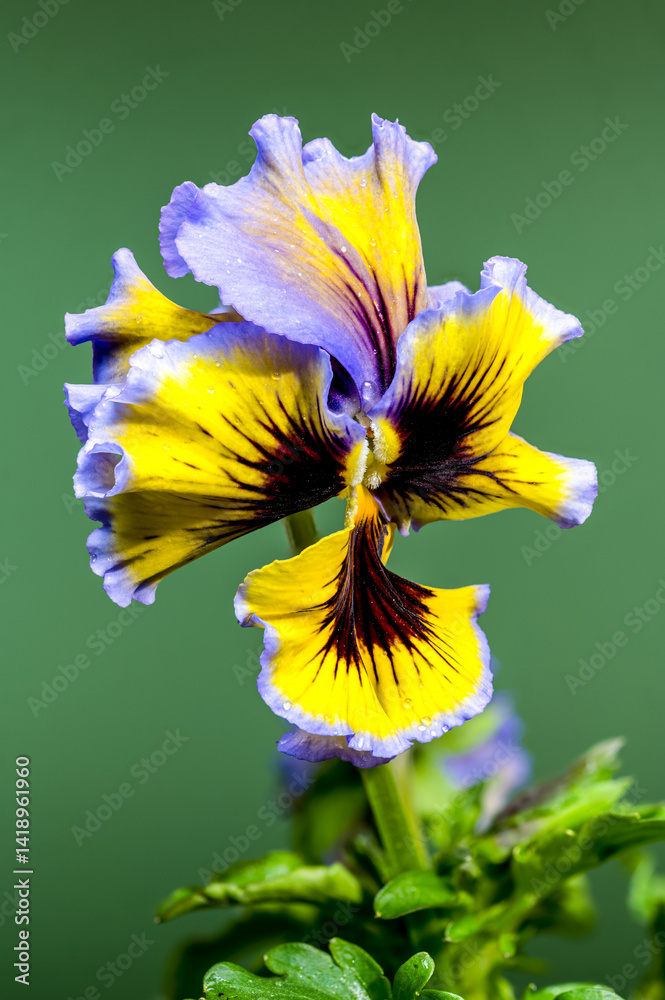 Ruffled Yellow and Purple Pansy Flower green background