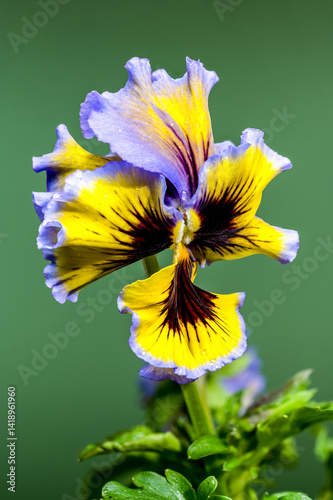 Obraz na płótnie Ruffled Yellow and Purple Pansy Flower green background w salonie