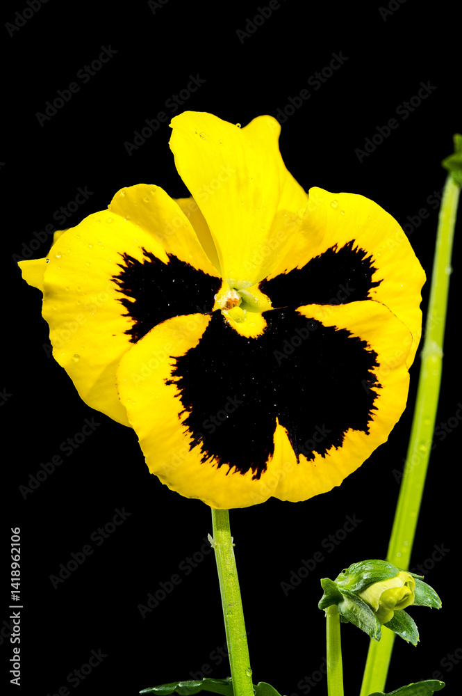 Yellow Pansy Flower with Dark Center isolated on black background