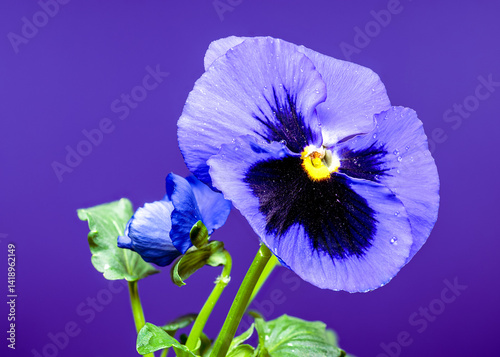 Obraz na płótnie Blue and purple Pansy Flower on purple background w salonie