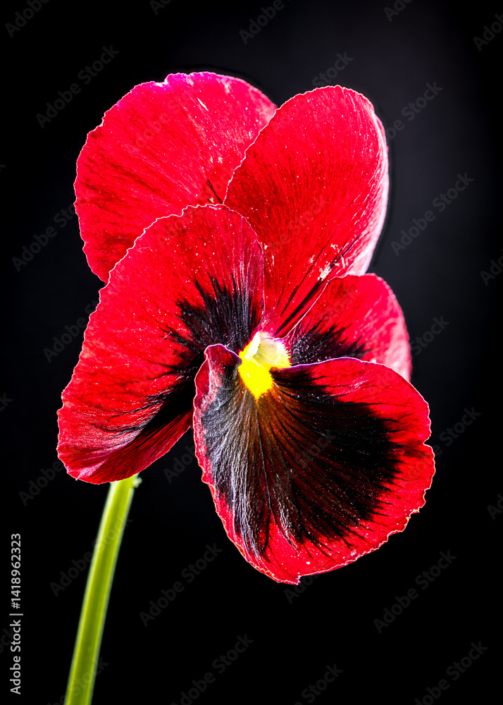 Beautiful Red Pansy Flower with Dark Center isolated on black background