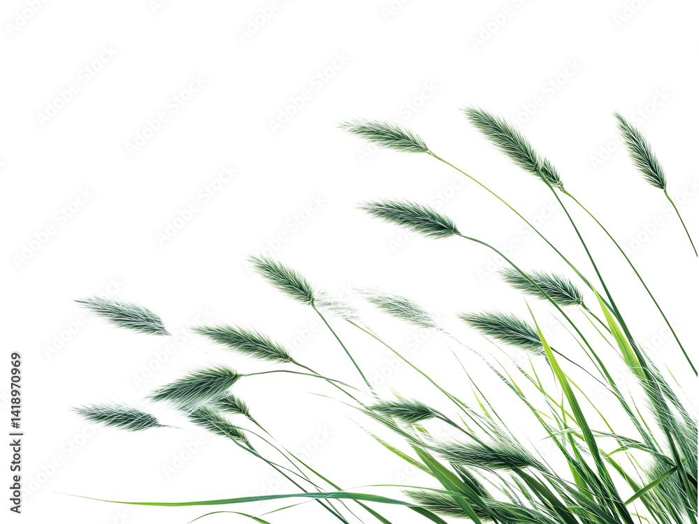 Fototapeta premium Elegant Feather Grass Closeup Photography: Nature's Delicate Beauty in Vivid Detail