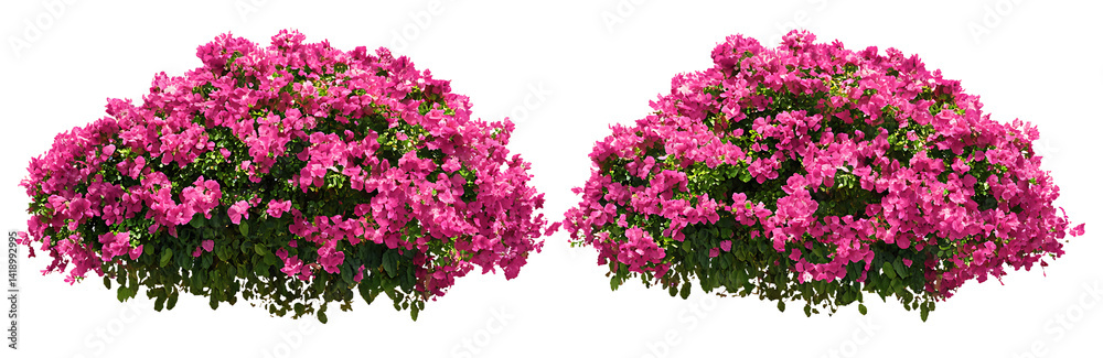 Fototapeta premium Bougainvillea flowers with vibrant pink petals isolated on a transparent background