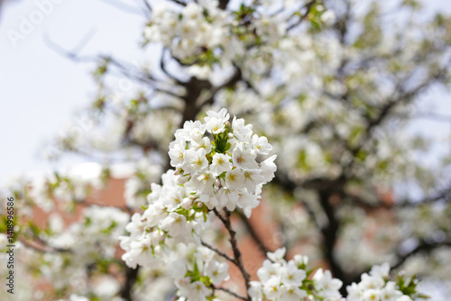 Branches of sakura flowers, cherry blossom