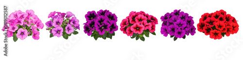 A set of Petunia on a transparent background