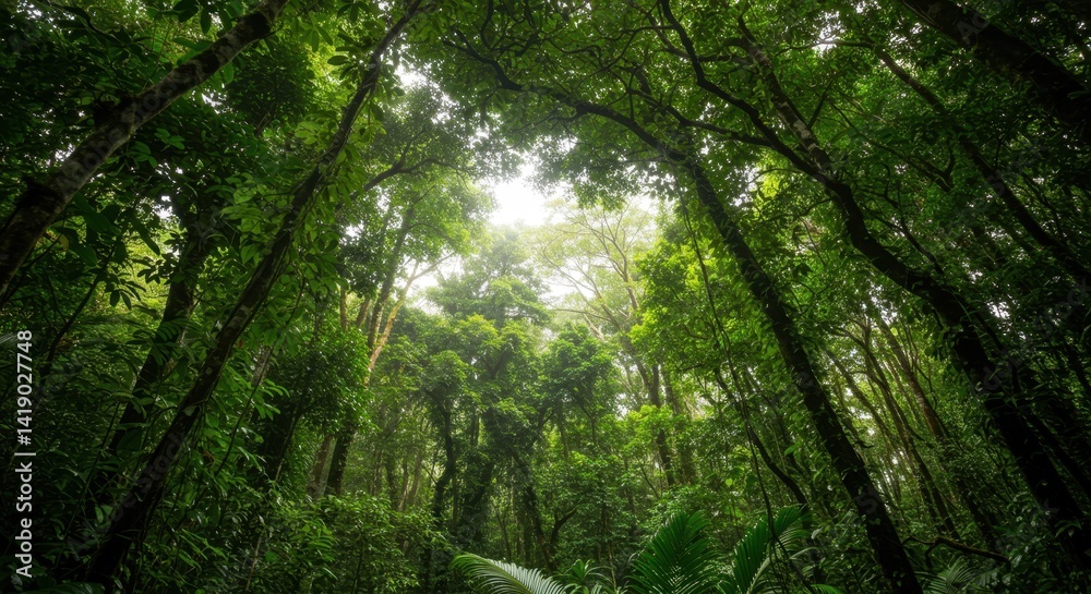 Fototapeta premium Lush Green Forest Canopy With Sunlight Streaming Through