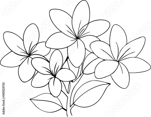 Plumeria Flowers Outline Black Line Art Drawing of Tropical Frangipani Blossom Group