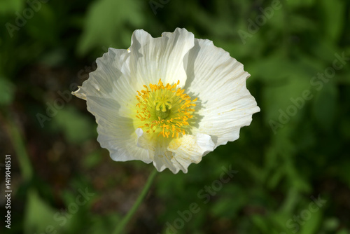 白いケシの花