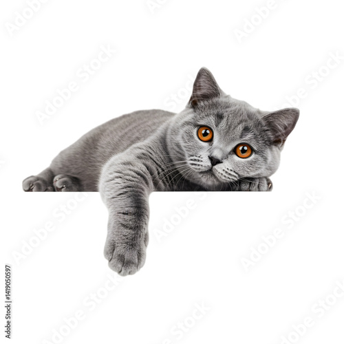 A charming British Shorthair cat peers inquisitively over a white ledge