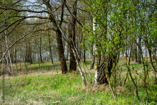 Delikatna wiosenna zieleń w Dolinie Narwi, Podlasie, Polska