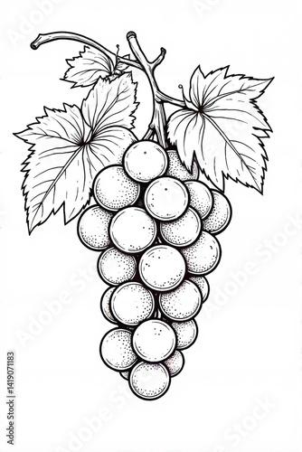 vector illustration of grapes, grapes line art, coloring page