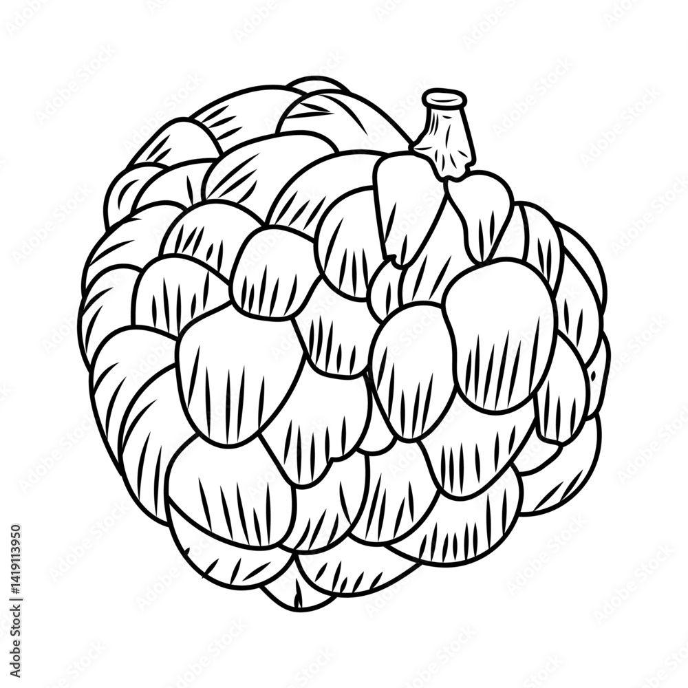 Fototapeta premium custard apple doodle art line