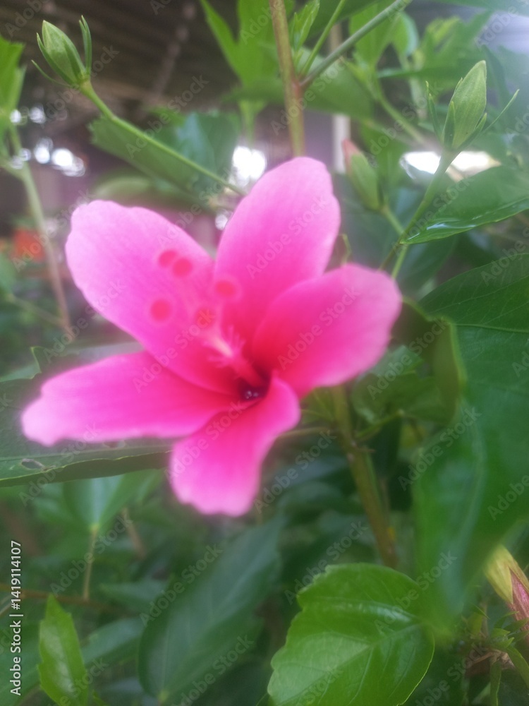 Fototapeta premium Hibiscus pink flower
