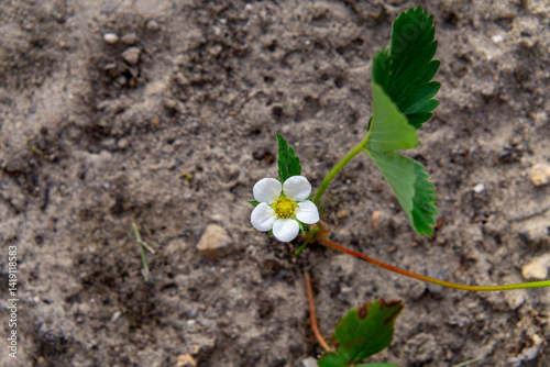 young strawberry plant growing in compacted, slightly sandy soil. The plant has several green leaves with serrated edges and a single white flower with a yellow center — a harbinger of future fruit