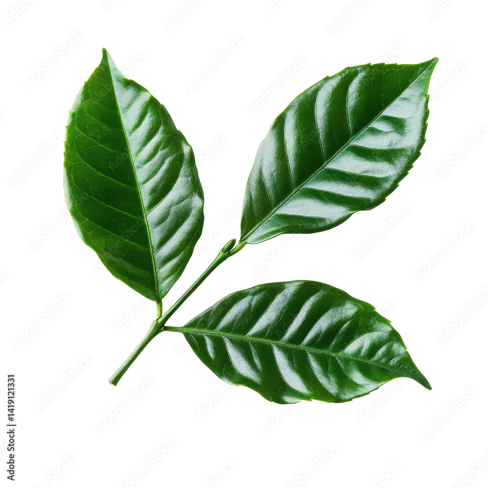 Fototapeta premium Fresh coffee leaves on Transparent background showcasing vibrant green color and fine texture for botanical study, coffee leaves isolated on PNG background