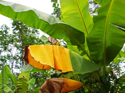 View of banana leaves with some starting to turn yellow.