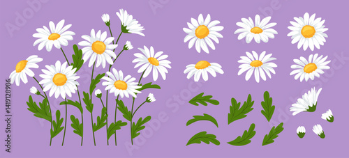 Daisy flowers. Chamomile blossoms, daisies with stems, green leaves, white floral heads and flower buds. Blooming garden flowers botanical cartoon vector illustration set.