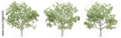 3d quercus robur trees on transparent background, png plant.
