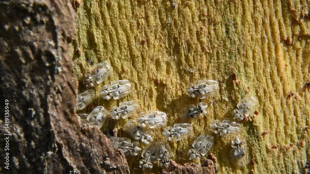 A group of sycamore lace bugs on the trunk of London plane