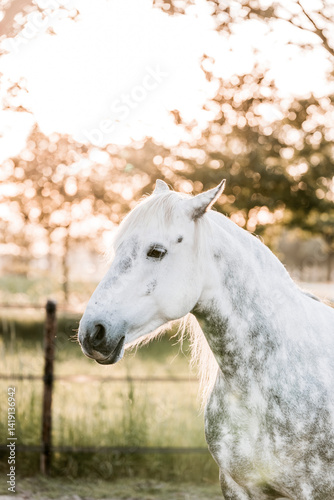 white horse in the field