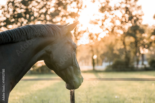 black horse during sunset golden hour pretty