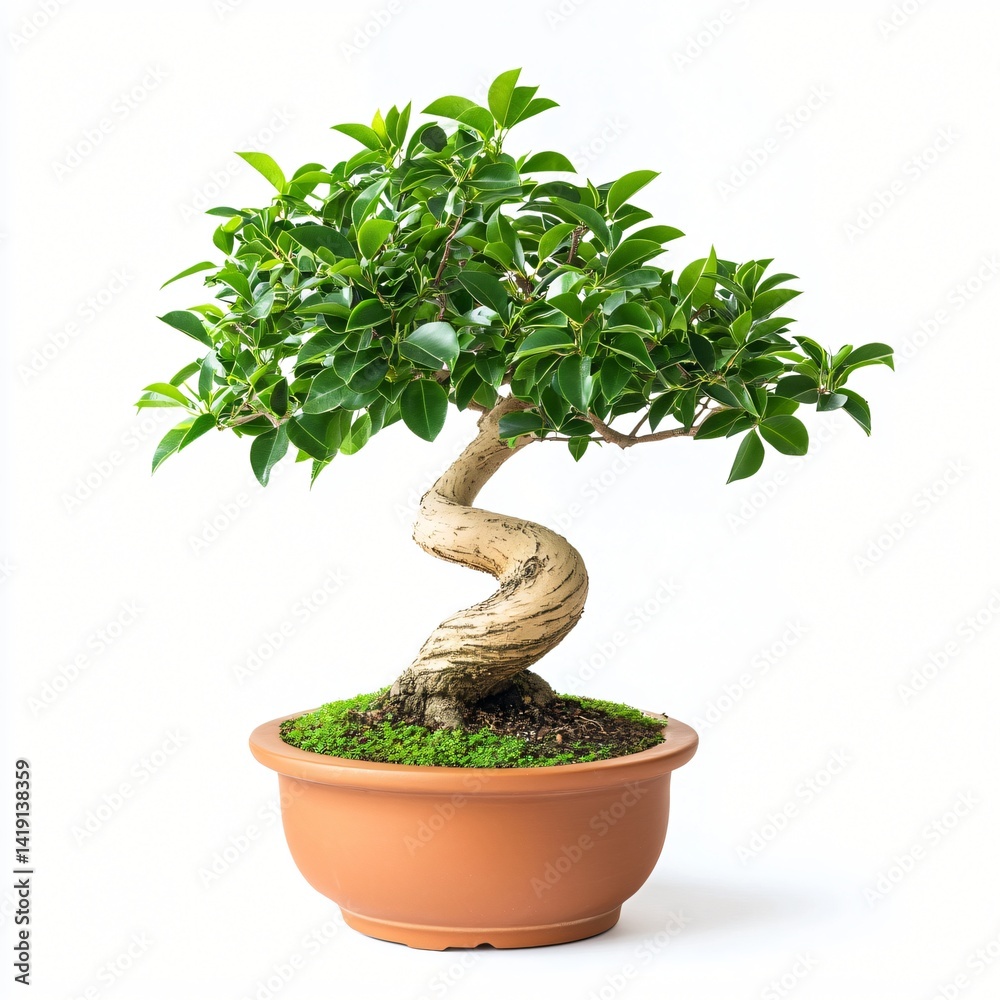 Serene Green Bonsai Tree in Brown Pot Isolated on White Background Perfect for Zen and Tranquility Concepts Serene Green Bonsai Tree in Brown Pot Isolated on White Background Perfect for Zen and Tranquility Concepts