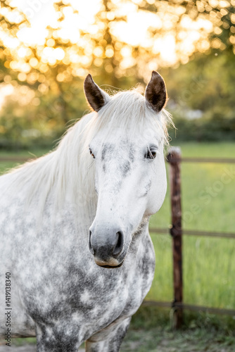 Beautiful grey horse pony with dapples portrait 