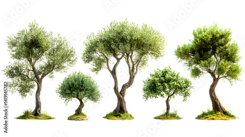Set of olive trees in various positions isolated on white background