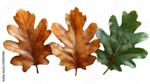 Wallpaper Mural Oak leaves isolated on white background Torontodigital.ca
