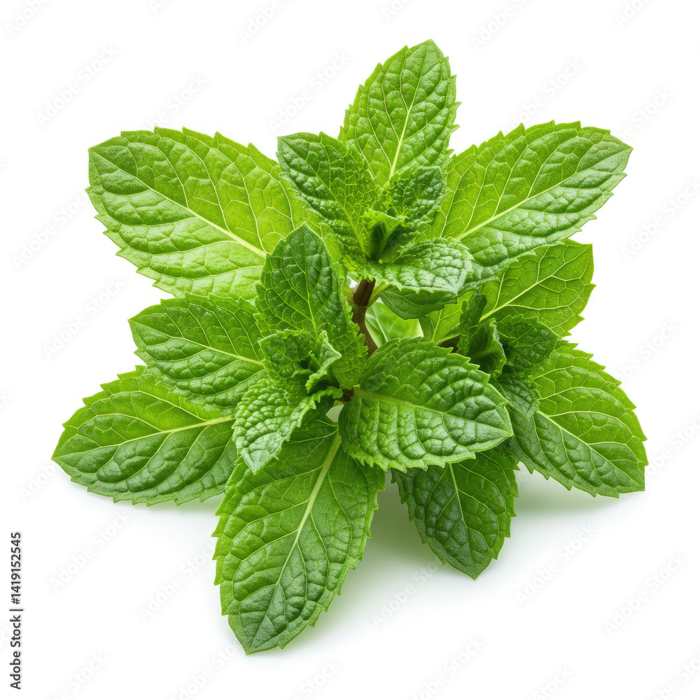fresh mint leaves fresh mint leaves