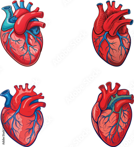 Set of Anatomical Human Heart Illustrations – Detailed Medical and Biology Drawings