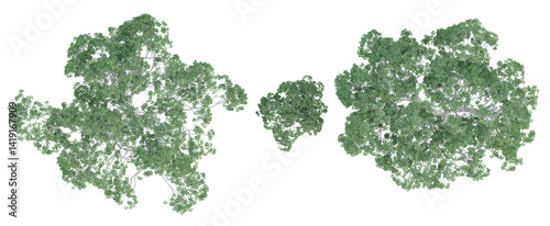 Top view of 3d ficus macrophylla trees on transparent background, png plant illustration.